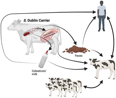 Review: Salmonella Dublin in dairy cattle